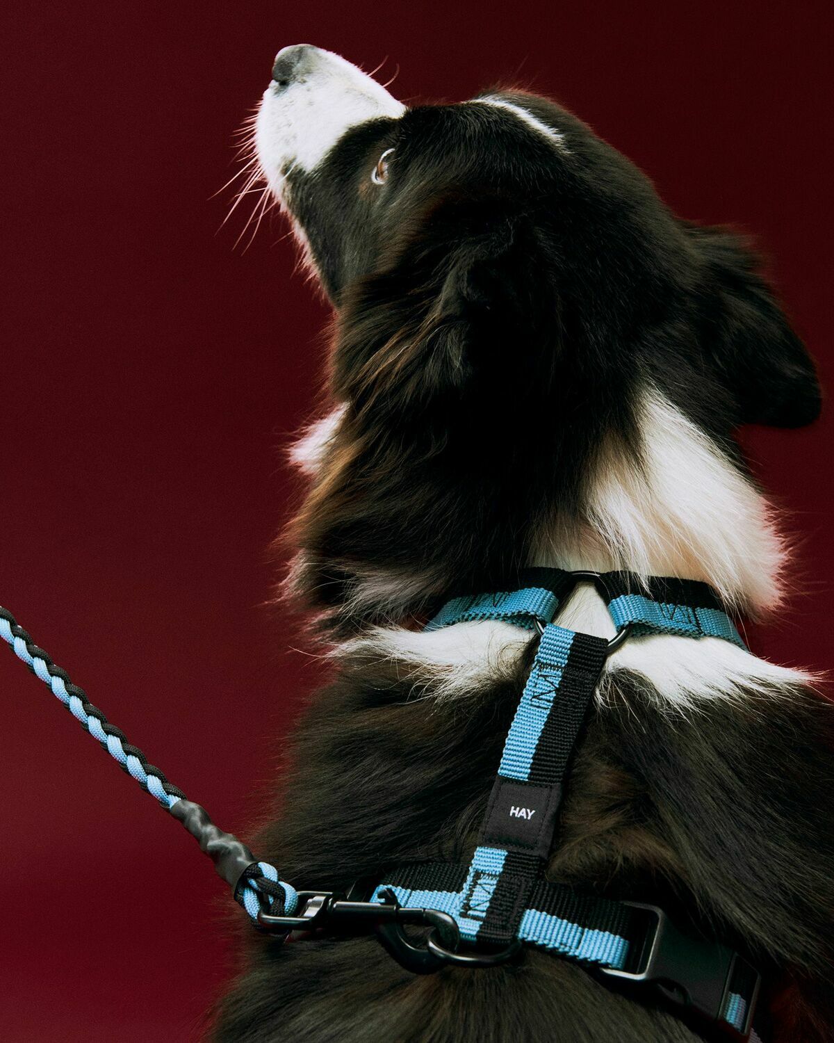 HAY HAY Dogs Harness-Medium black/blue Mens Pet Care