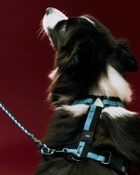HAY HAY Dogs Harness-Medium black/blue Mens Pet Care