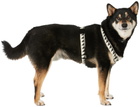 See Scout Sleep Off-White & Black Medium Nice Grill Standard Collar