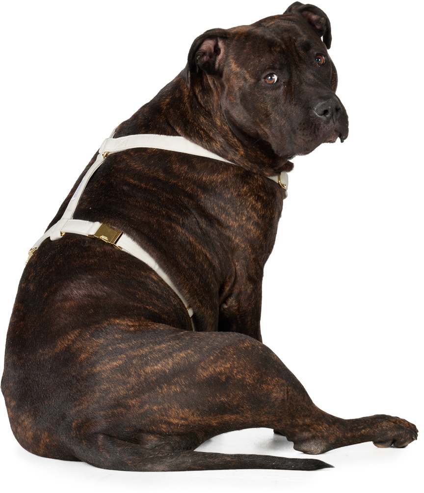 See Scout Sleep Gray The Scot Extra Large Original Harness