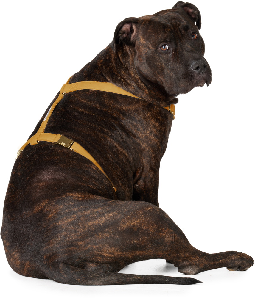 See Scout Sleep Yellow The Scot Extra Large Original Harness