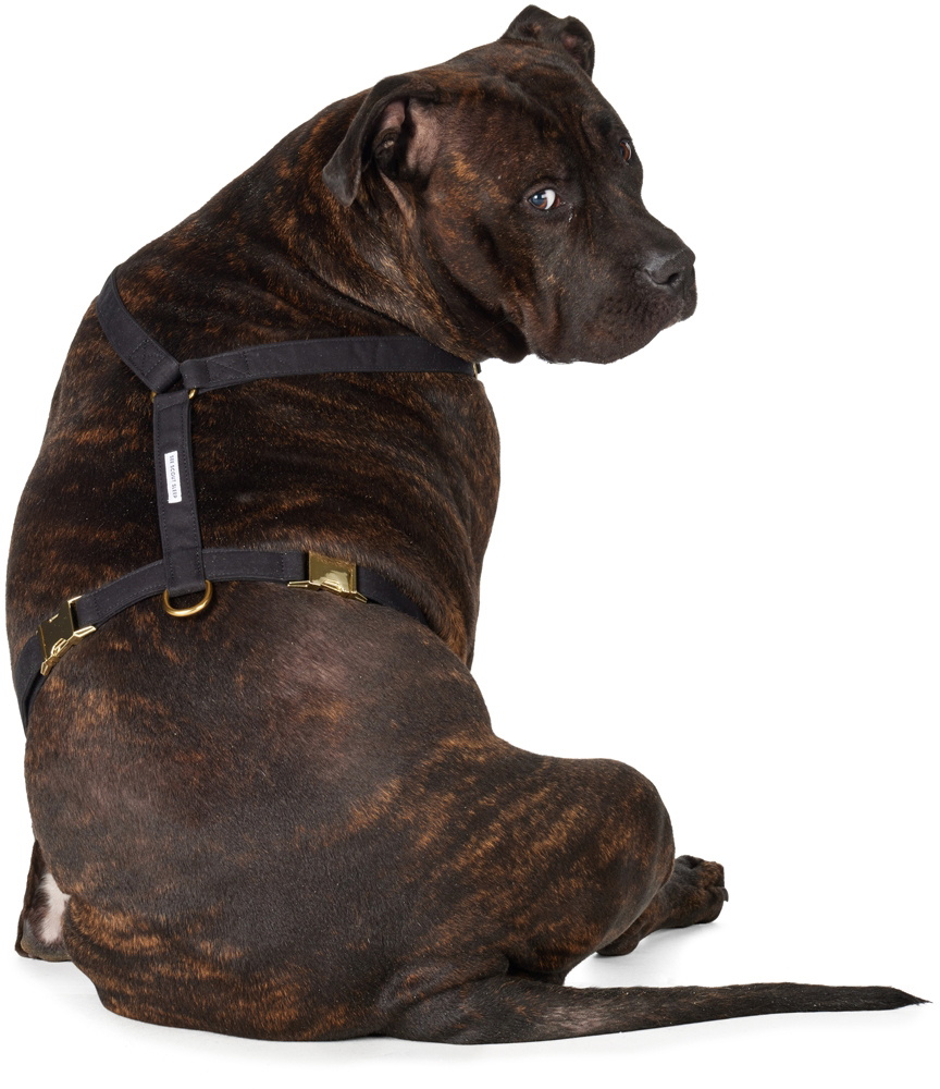 See Scout Sleep Black The Scot Extra Large Original Harness