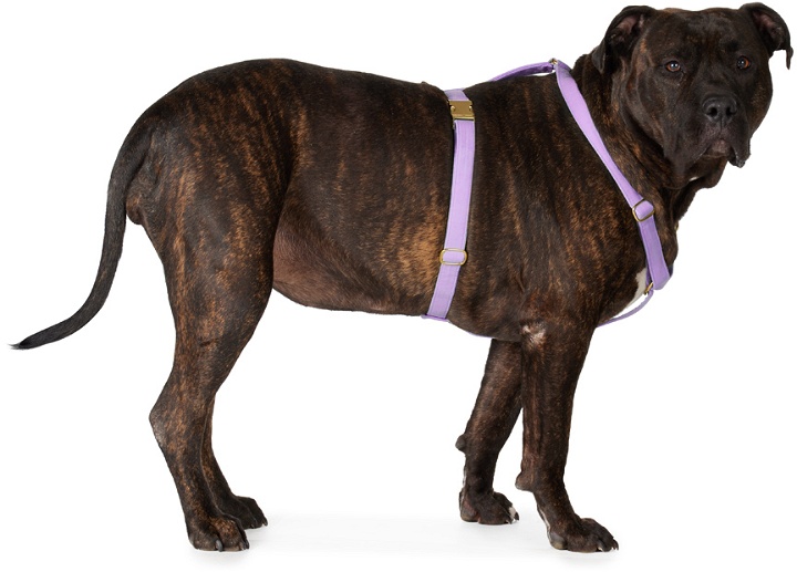 Photo: See Scout Sleep Purple The Scot Extra Large Original Harness