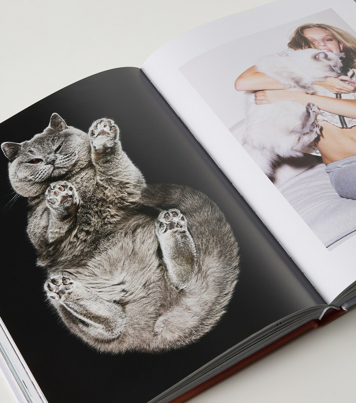 Assouline Chic Cats book