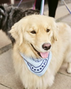 Hay Hay Dogs Scarf Blue - Mens - Cool Stuff