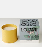 Loewe Home Scents Honeysuckle Large scented candle