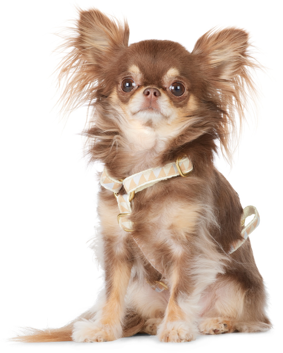 See Scout Sleep Beige & Off-White Extra Small Nice Grill Standard Collar