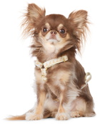 See Scout Sleep Beige & Off-White Extra Small Nice Grill Standard Collar