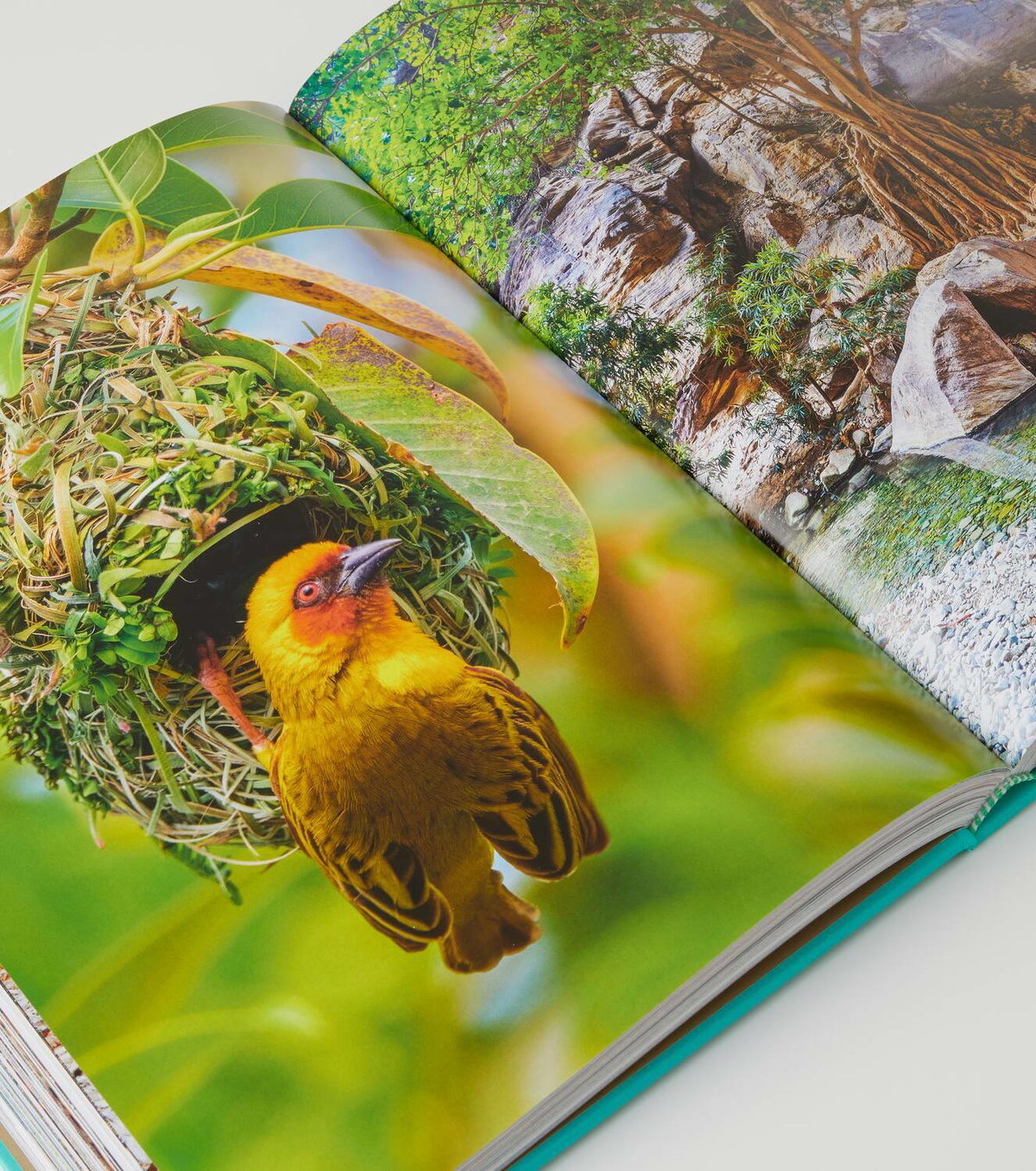 Assouline Red Sea: The Saudi Coast book