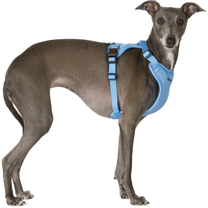 Photo: Merlot Blue Ardor Dog Harness