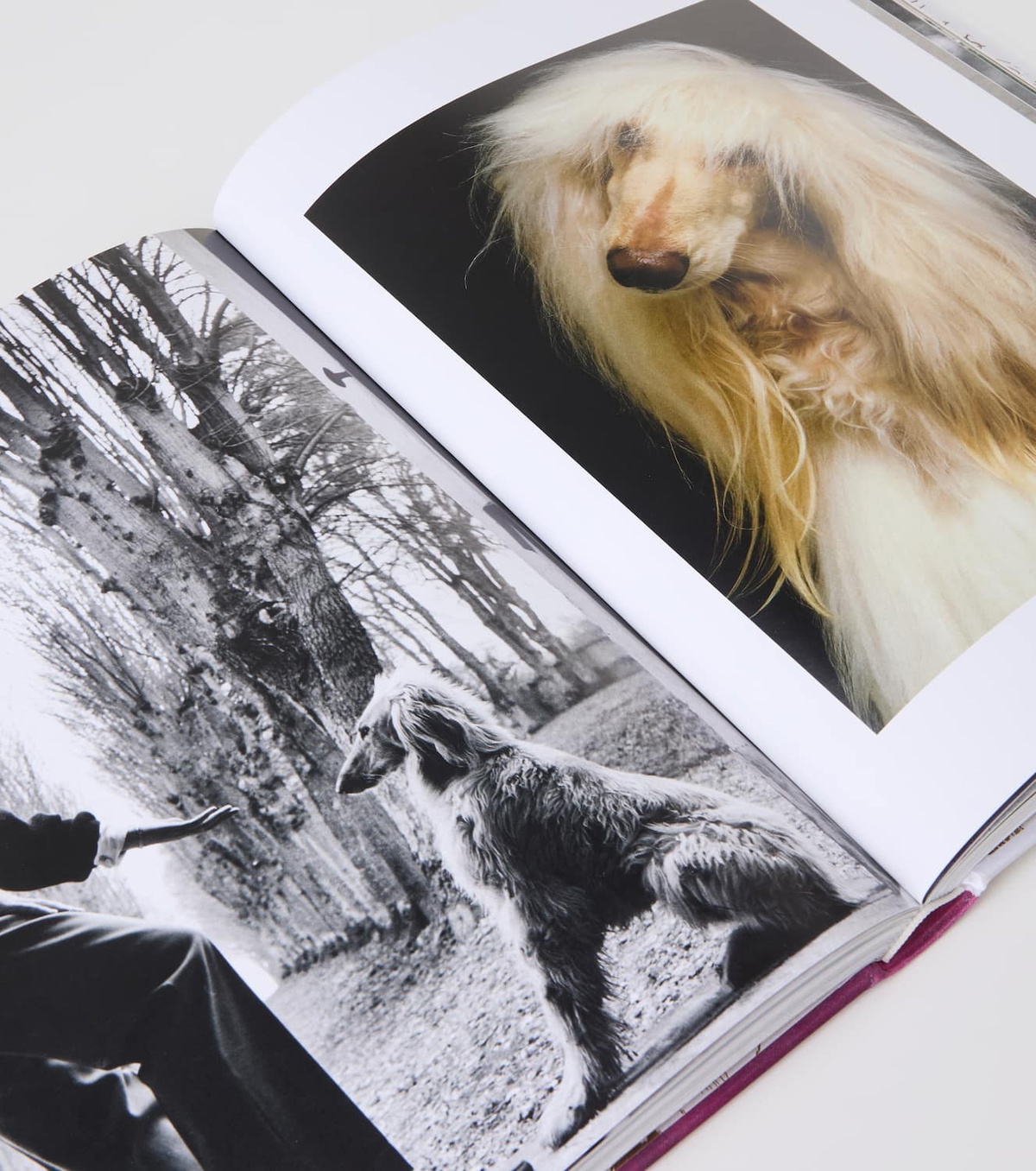 Assouline Chic Dogs book