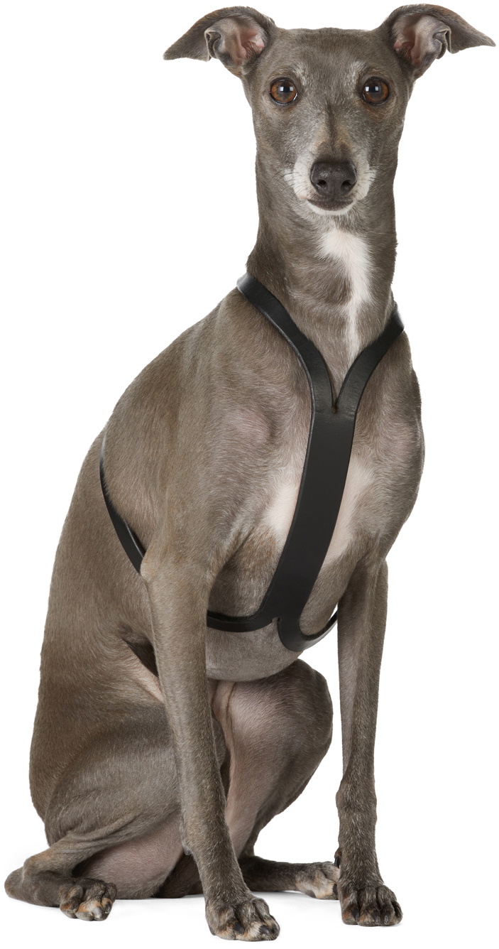 Canem Studio Black Siouxsie Harness