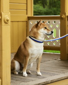 Hay Hay Dogs Collar Flat Blue/White - Mens - Cool Stuff