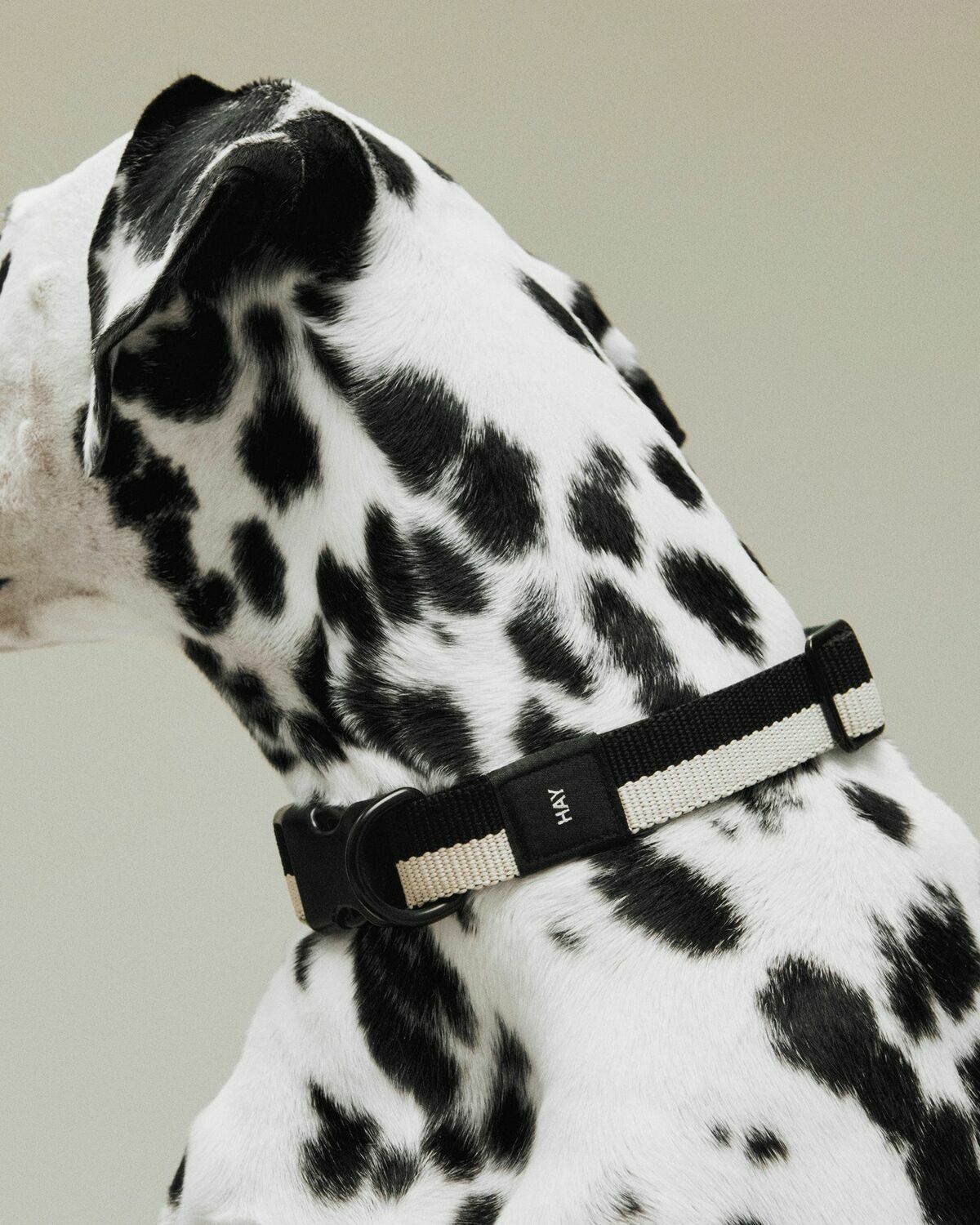 HAY HAY Dogs Collar Flat-M/L White Mens Pet Care
