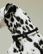 HAY HAY Dogs Collar Flat-M/L White Mens Pet Care