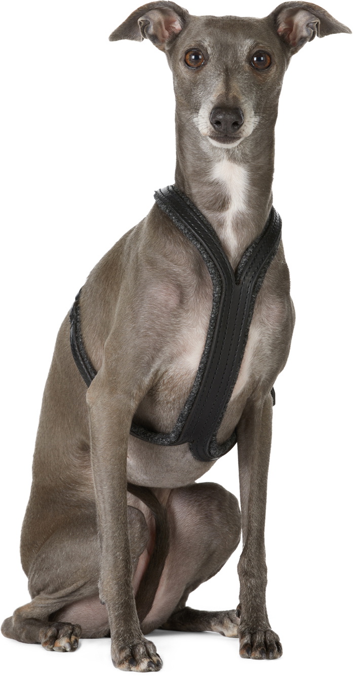 Canem Studio Black Siouxsie Harness