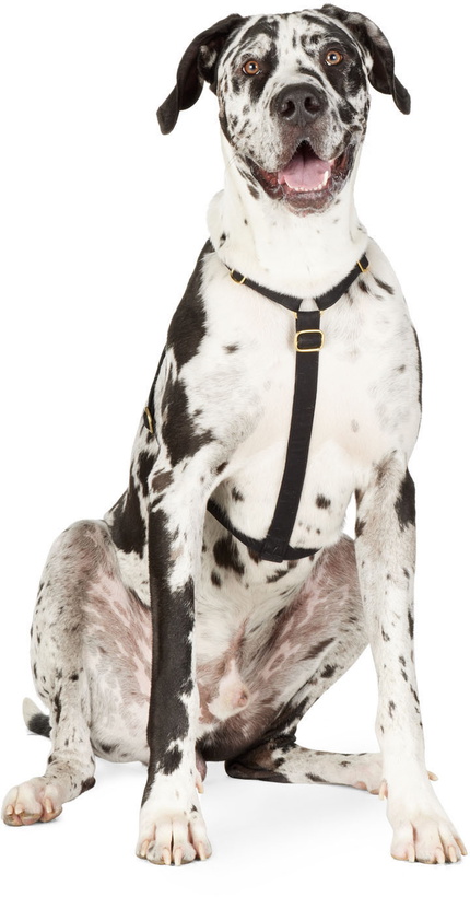 Photo: See Scout Sleep Black The Scot Large Original Harness