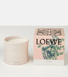 Loewe Home Scents Oregano Medium scented candle