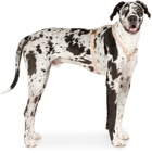 See Scout Sleep Black & Beige Large Nice Grill City Harness