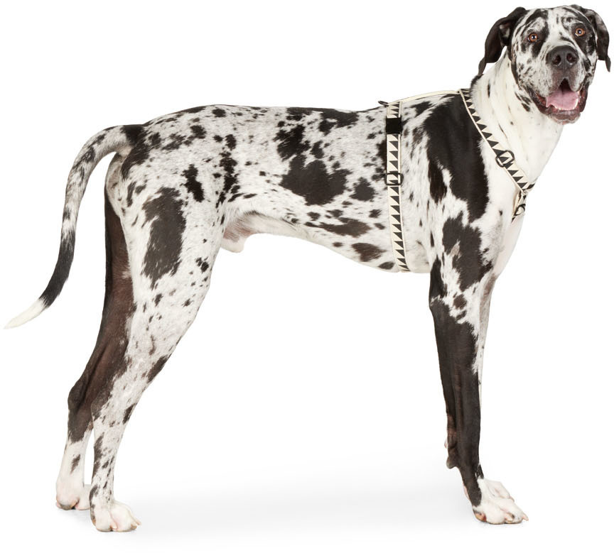 See Scout Sleep Beige Large Nice Grill City Harness