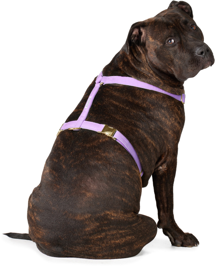 See Scout Sleep Purple The Scot Extra Large Original Harness