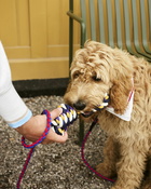 Hay Hay Dogs Rope Toy Blue - Mens - Cool Stuff