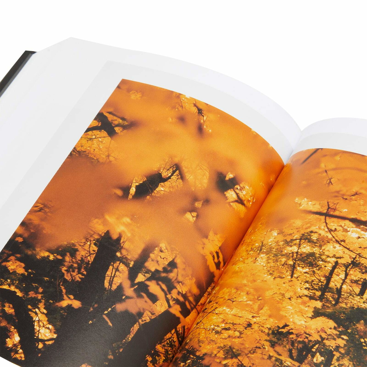 Taschen The Polaroid Book in Barbara Hitchcock 