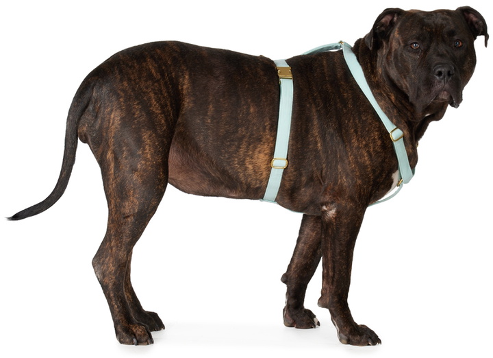 Photo: See Scout Sleep Green The Scot Extra Large Original Harness