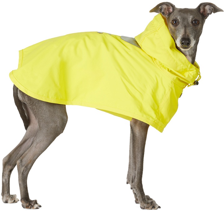 Photo: Merlot Yellow Ain Dog Coat