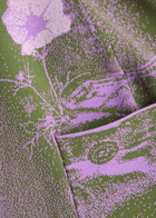 PH5 Daisy Patterned-intarsia Knitted Mini Skirt Lilac