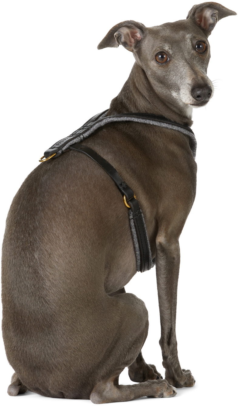 Canem Studio Black Siouxsie Padded Harness