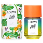 Loewe Ladies Paula's Ibiza Eclectic EDT Spray 3.4 oz Fragrances 8426017075916