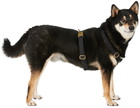 See Scout Sleep Black The Scot Medium Original Harness