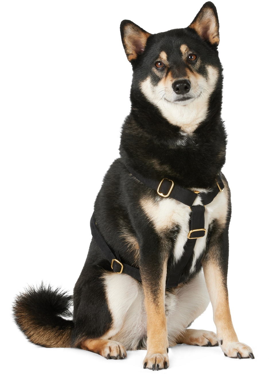 See Scout Sleep Black The Scot Medium Original Harness