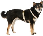 See Scout Sleep Beige & Off-White Medium Nice Grill Standard Collar