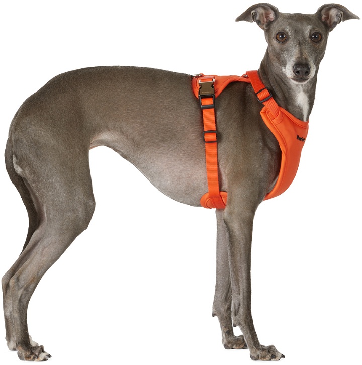 Photo: Merlot Orange Ardor Dog Harness