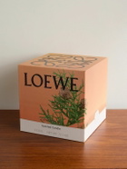 Loewe Perfumes - Cypress Balls Large Scented Candle, 2120g