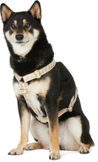 See Scout Sleep Beige & Off-White Medium Nice Grill Standard Collar
