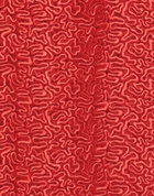 Ermanno Scervino Womens Midi skirt Coral