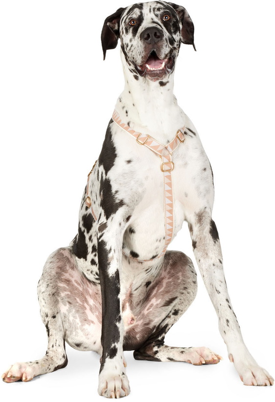 Photo: See Scout Sleep Black & Beige Large Nice Grill City Harness