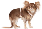 See Scout Sleep Beige & Off-White Extra Small Nice Grill Standard Collar
