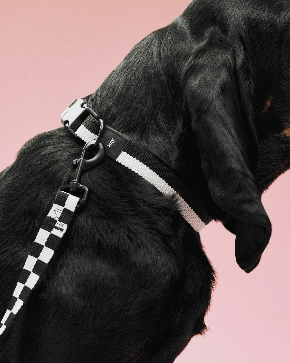 HAY HAY Dogs Collar Flat-M/L White Mens Pet Care