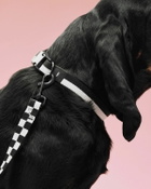 HAY HAY Dogs Collar Flat-M/L White Mens Pet Care