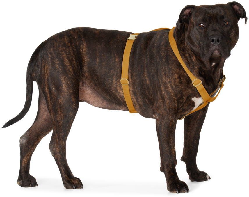 See Scout Sleep Yellow The Scot Extra Large Original Harness