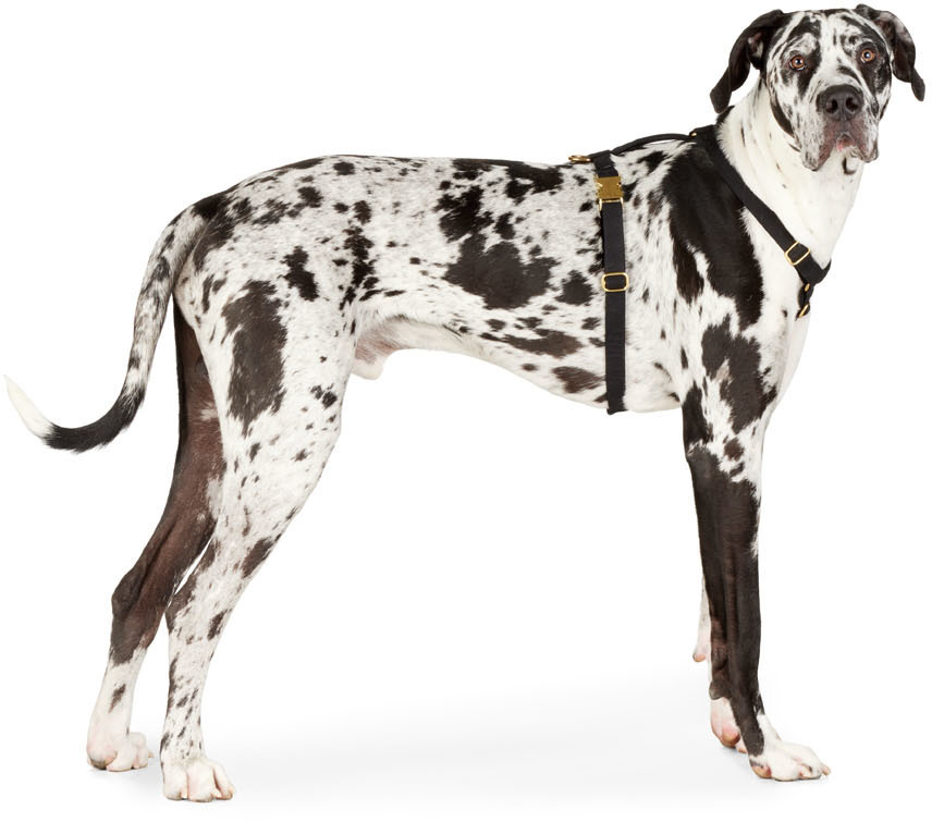 See Scout Sleep Black The Scot Large Original Harness