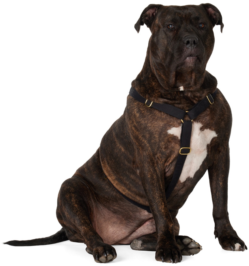 See Scout Sleep Black The Scot Extra Large Original Harness