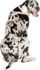 See Scout Sleep Black & Beige Large Nice Grill City Harness