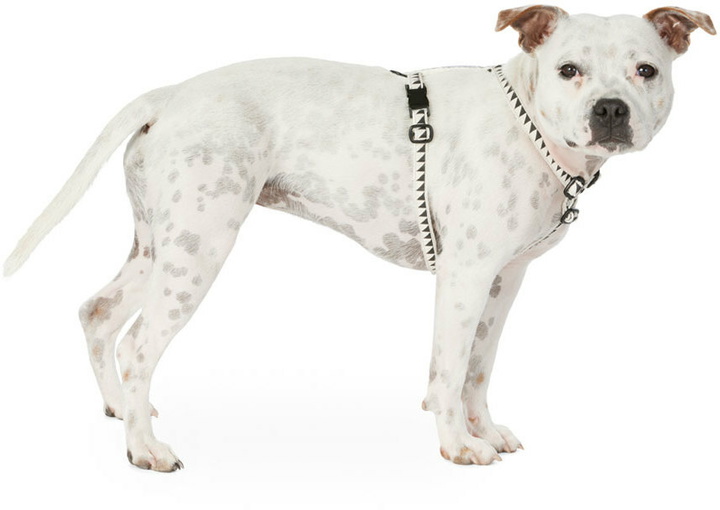 Photo: See Scout Sleep Beige & Black Small Nice Grill Standard Harness