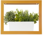 Modern Sprout Yellow Smart Growframe Planter