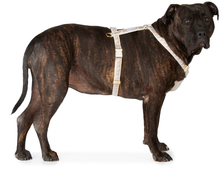 See Scout Sleep Beige & Blue Extra Large Nice Grill Standard Harness